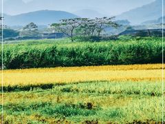 -潮发潮汕牛肉店(龙洞店)