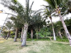 -深圳湾公园(南山区)
