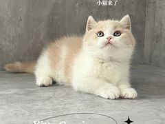 -小猫来了·猫舍(红山六九七九店)