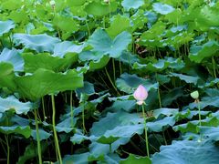 -四川大学(华西校区)