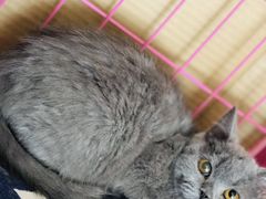 -猫咪咖啡店(新城大街店)