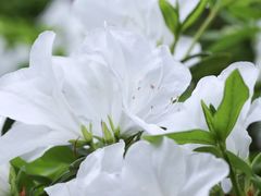 -中国科学院华南植物园
