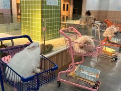 -Moni星球萌宠·小马宝莉·灵蛇·高端高阶全萌宠互动体验俱乐部(红豆国际广场店)