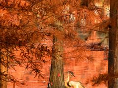 -白鹭湾湿地公园