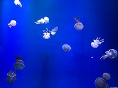 -瑞普利水族馆