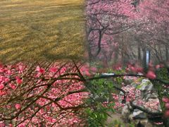 -杭州植物园