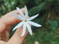 -黄埔油麻山森林公园