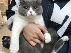 -lincat·猫舍(广州店)