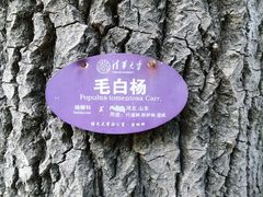 -近春园遗址