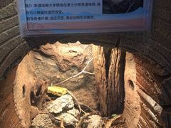 -萌宠奇缘