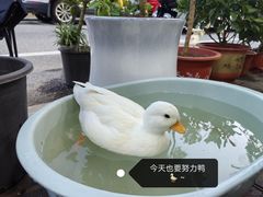 -溪岸路花鸟市场