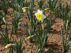 -瑶湖郊野森林公园