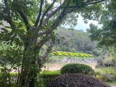 -深圳国际园林花卉博览园