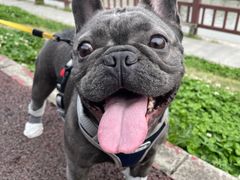 -爱妮康宠物医院·干细胞免疫细胞·肿瘤·心脏(张江店)