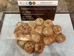 -中国西峡恐龙遗迹园