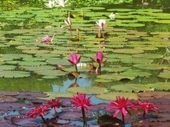 -国家植物园南园