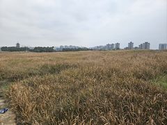 -洋湖国家湿地公园