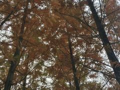 -白鹭湾湿地公园