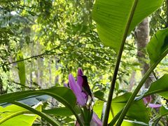 -中国科学院西双版纳热带植物园