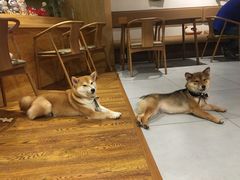 抹茶matcha的美腿-柴务处·柴犬主题狗咖