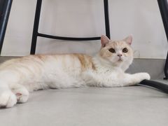 -Heymao猫咖.咖啡厅(东门店)