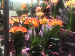 -花鸟鱼虫鲜花绿植市场(玉泉路店)