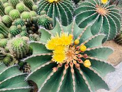 -深圳仙湖植物园