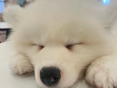 -Let's go狗咖·猫咖·奶狗·桌游(春熙路IFS店)
