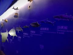 -芜湖新华联大白鲸海洋公园