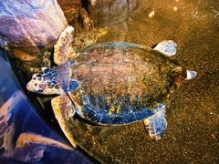 -青岛海底世界-水族馆