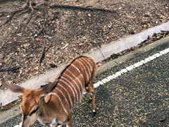 -清迈夜间动物园