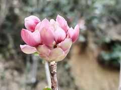 -梧桐山风景名胜区