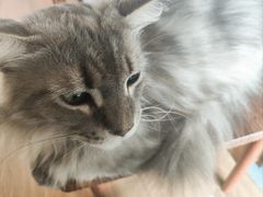 -楼上猫咖(罗湖店)