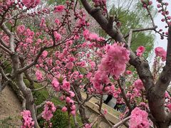 -海棠花溪(元大都城垣遗址公园)