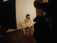 -超宠爱宠物摄影-Super pet