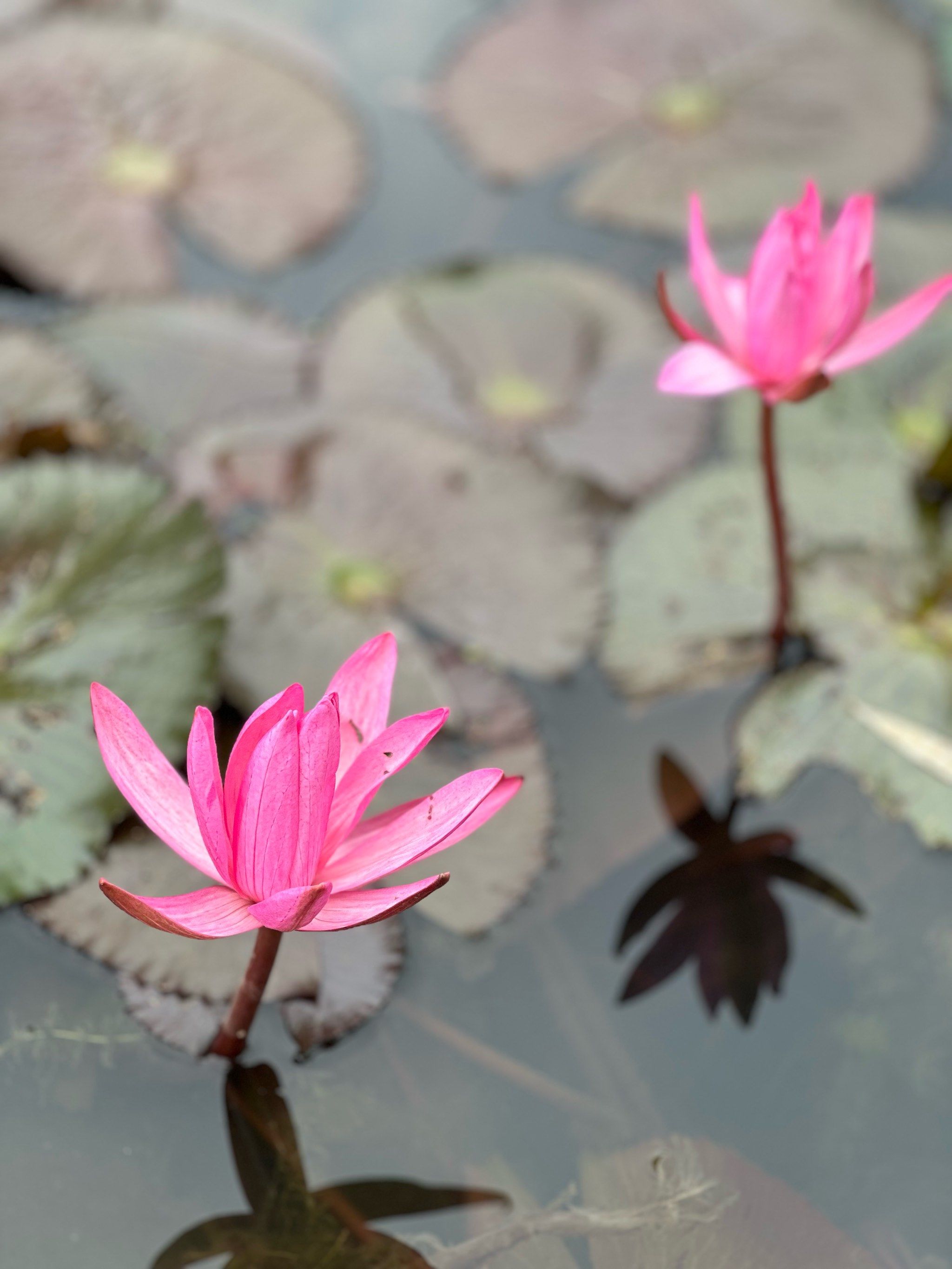 各种各样的睡莲,开了眼界了