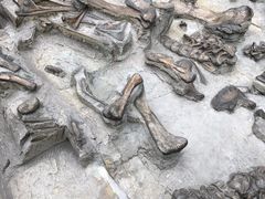 -自贡恐龙博物馆