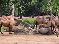 -北京野生动物园
