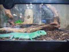 -酷以爬仙阁实体爬宠店·守宫·蜥蜴·专业繁育