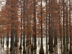 -白鹭湾湿地公园