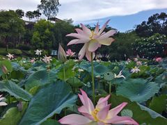 -广州莲花山旅游区