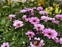 -深圳市中科院仙湖植物园