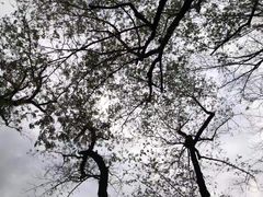 -鹿亭中村