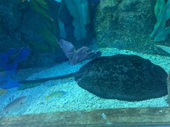 -芜湖新华联大白鲸海洋公园