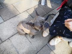 -柯斗斗主题餐厅·狗咖·围炉煮茶·茶饮(国瑞升平里店)