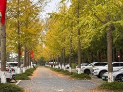 -黄海国家森林公园