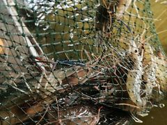 -会江钓鱼钓虾烧烤场