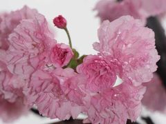 -天适樱花悠乐园