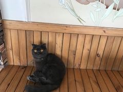 -猫的茶·猫咖