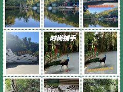 -西双版纳原始森林公园